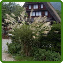 Tall Chinese Silver Grass