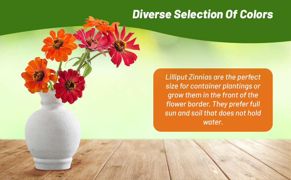 Flower Vase of Zinnia Lilliput Flowers