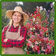 Fast Germinating Old Spice Lathyrus Sweet Peas Flowers