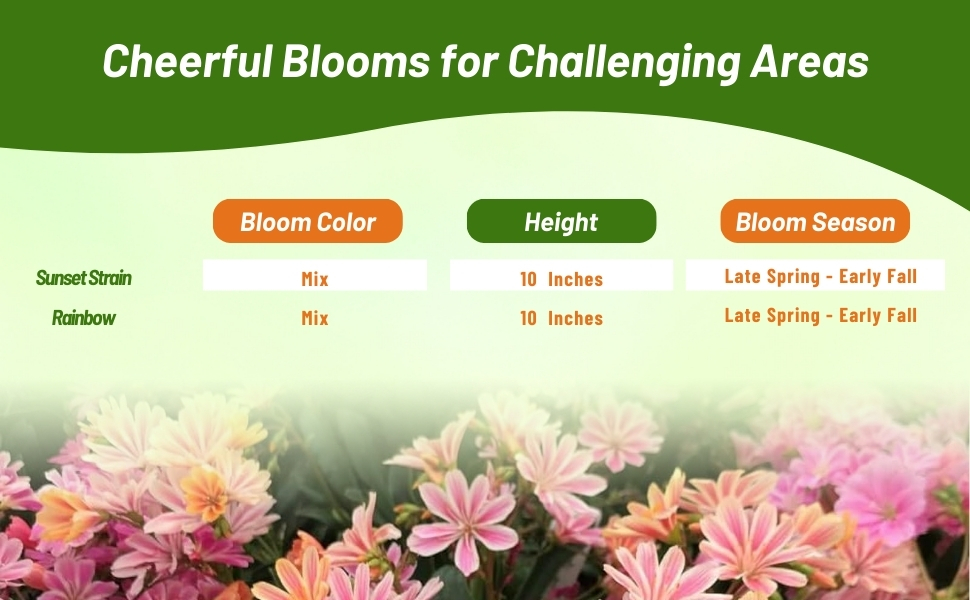 Bloom Season, Color, & Height Chart For Lewisia Flowers