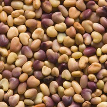 Coated, Inoculated Strawberry Clover Seeds For Nitrogen Fixation