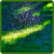 Dense Shade Grass Seed For Cool Season Areas