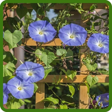 Ipomoea Tricolor Morning Glory Fast Growing Vines