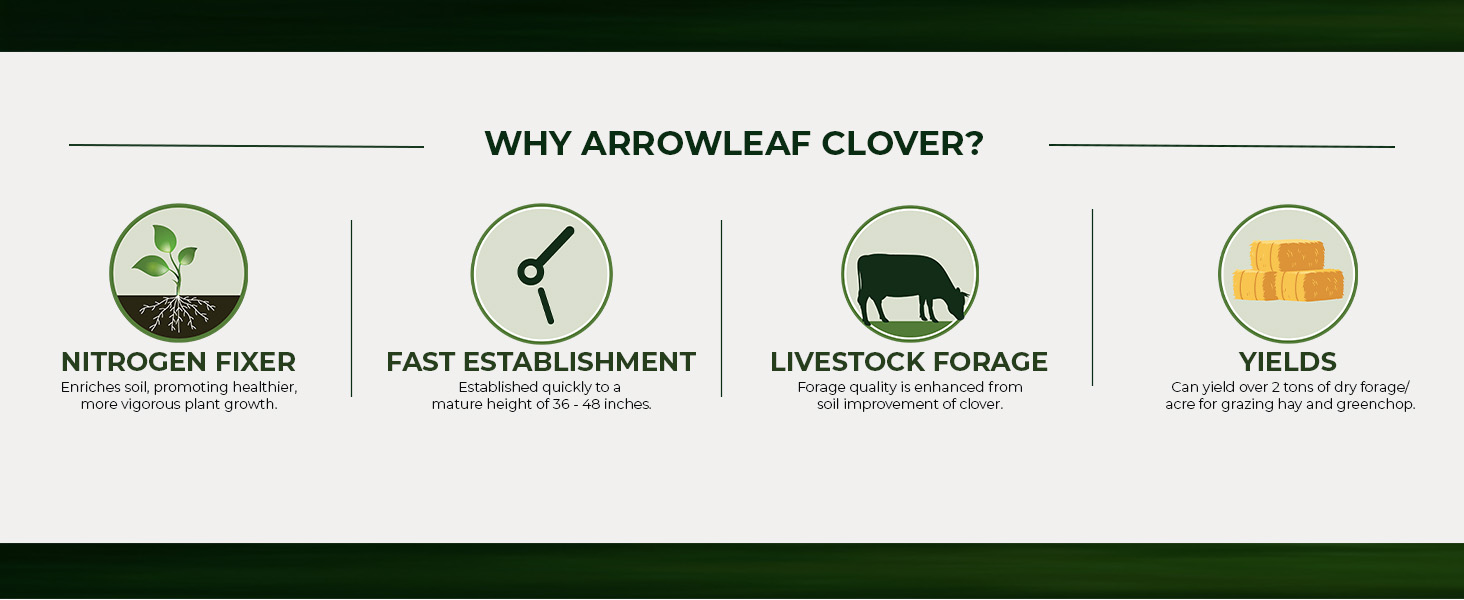 Arrowleaf Clover Forage