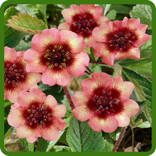 Long Lasting Perennial Cinquefoil