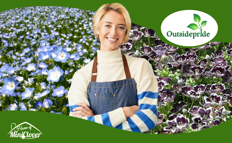 Nemophila Pennie Black and Baby Blue Eyes Flowers