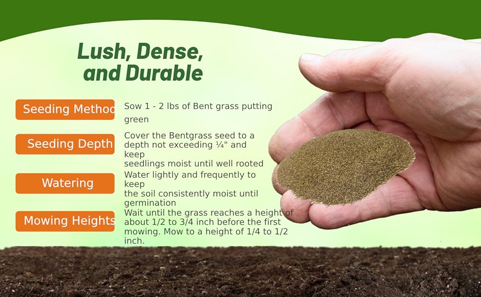 T-1 Creeping Bent Grass Seed Seeding Rate & Planting Time