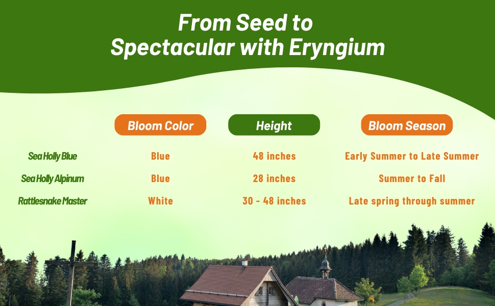 Sea Holly Blue, Sea Holly Alpinum, Rattlesnake Master Chart of Bloom Season, Height, & Color