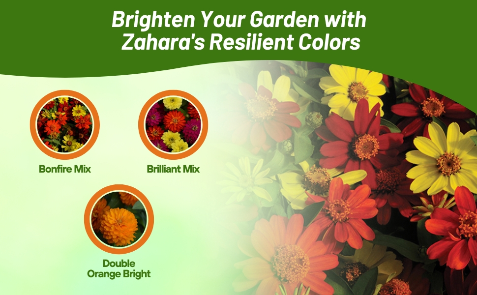 Bonfire, Brilliant, and Double Orange Zinnia Zahara Flowers