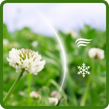 Heat, Cold, & Drought Tolerant Clover & Alfafa Seed Mixture