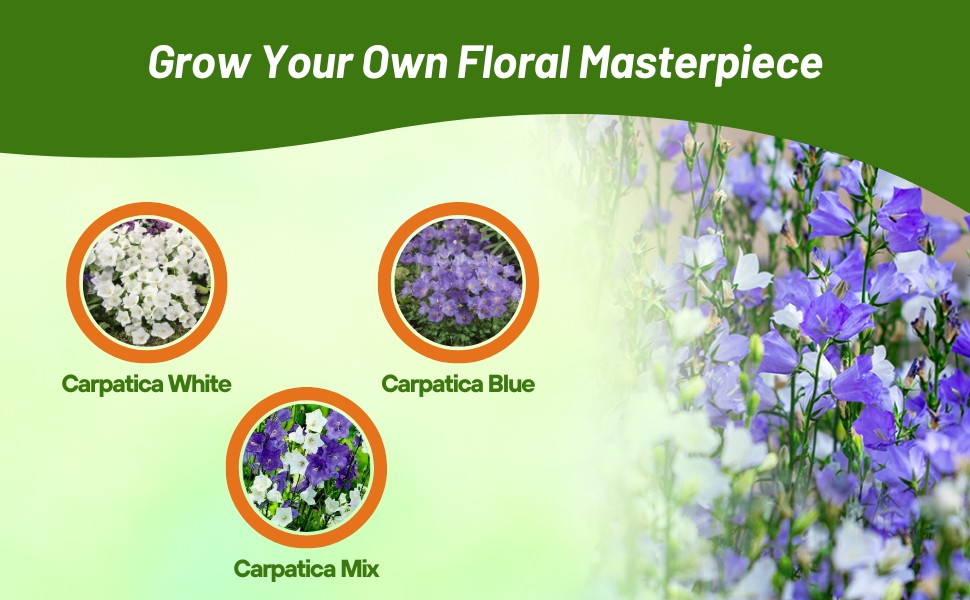 White, Blue, & Flower Seed Mixture of Campanula