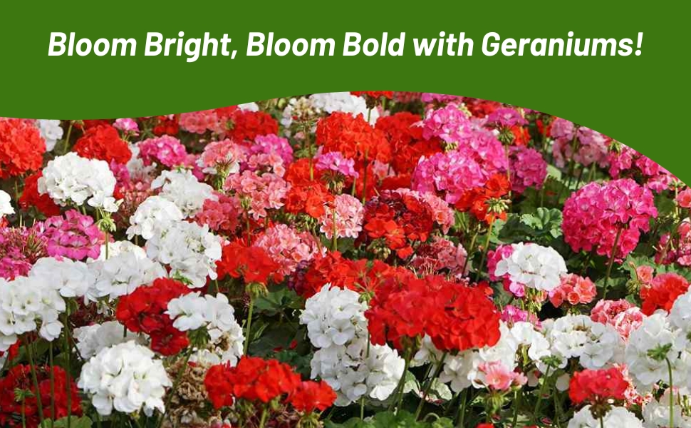 Geranium Flower Garden Mixture