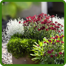 Compact Sagina Subulata Irish Moss