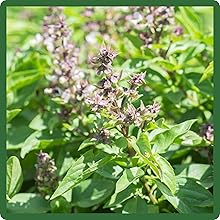 Ornamental Appeal of Basil Thai