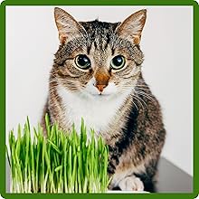 Cat & Cat Grass Plant