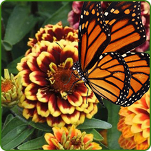Butterfly Pollinator Magnet of Zinnia Aztec Sunset