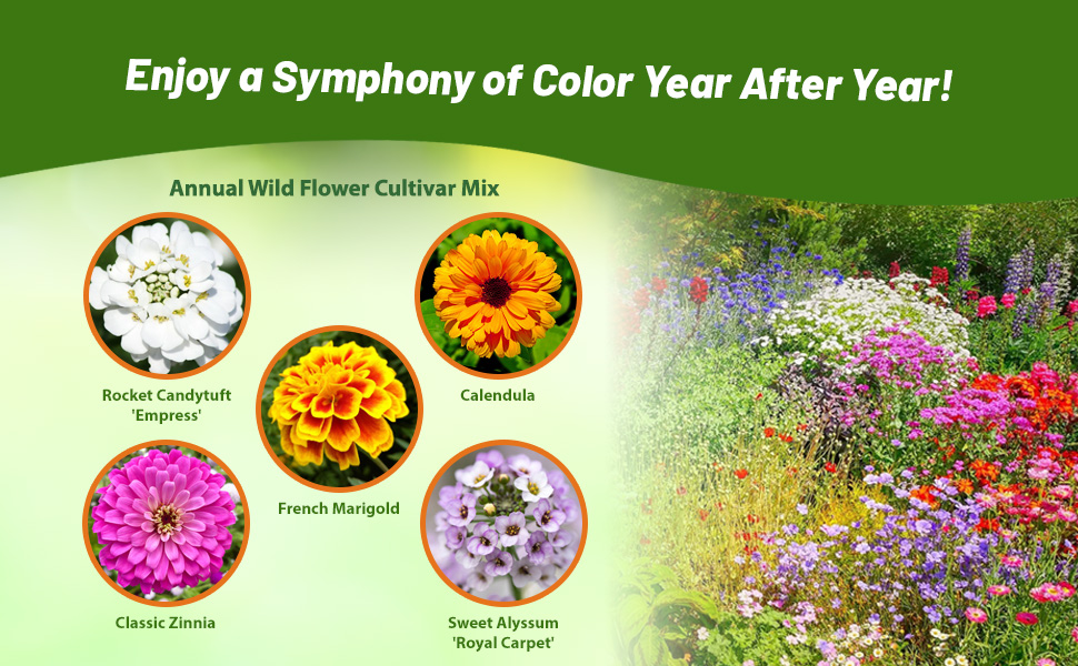Flower Varieties in Annual Short Sunburst Wildflower Mix