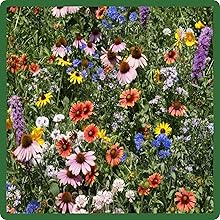 Divers Flower Northeastern Wildflower Seed Mixture