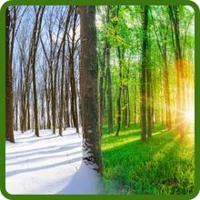 Showy Evening Primrose USDA Zone 6 - 10