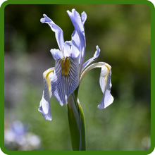 Striking Blue-Violet Iris Blooms