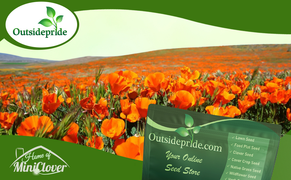 Orange California Poppy Wildflower Seeds