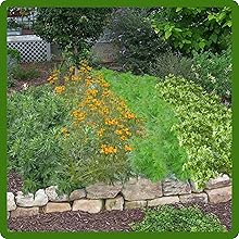Drought Tolerant Tarragon, Mugwort, & Wormwood