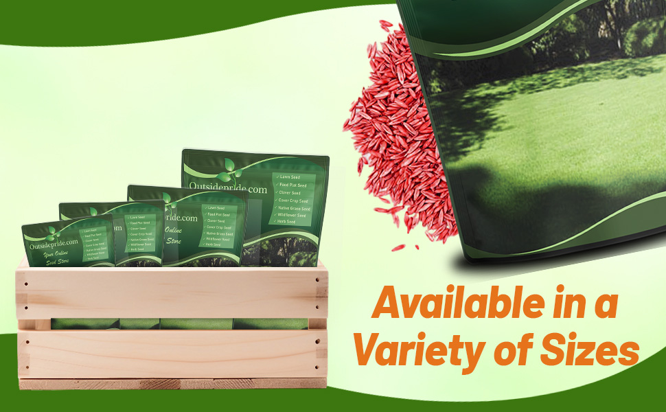 Poa Supina Shade Grass Seeds For Lawns, Parks, Cemeteries