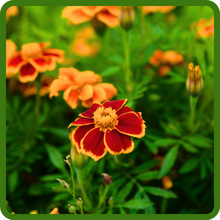 Tagetes Patula Marigold For Beds & Borders