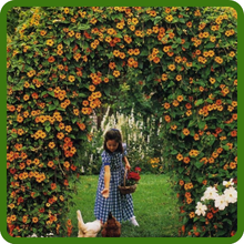 Thunbergia Black-eyed Susan Climbing Vine on Trellis