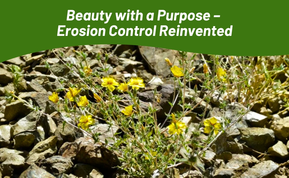 Blazing Star Transform Dry, Rocky Landscapes with Beautiful, Soil-Stabilizing Flowers