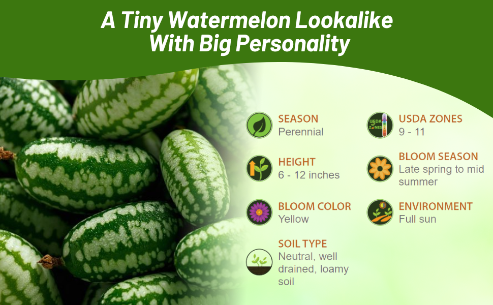 Perennial Mouse Melon Mexican Sour Cumber Fruits For Full Sun