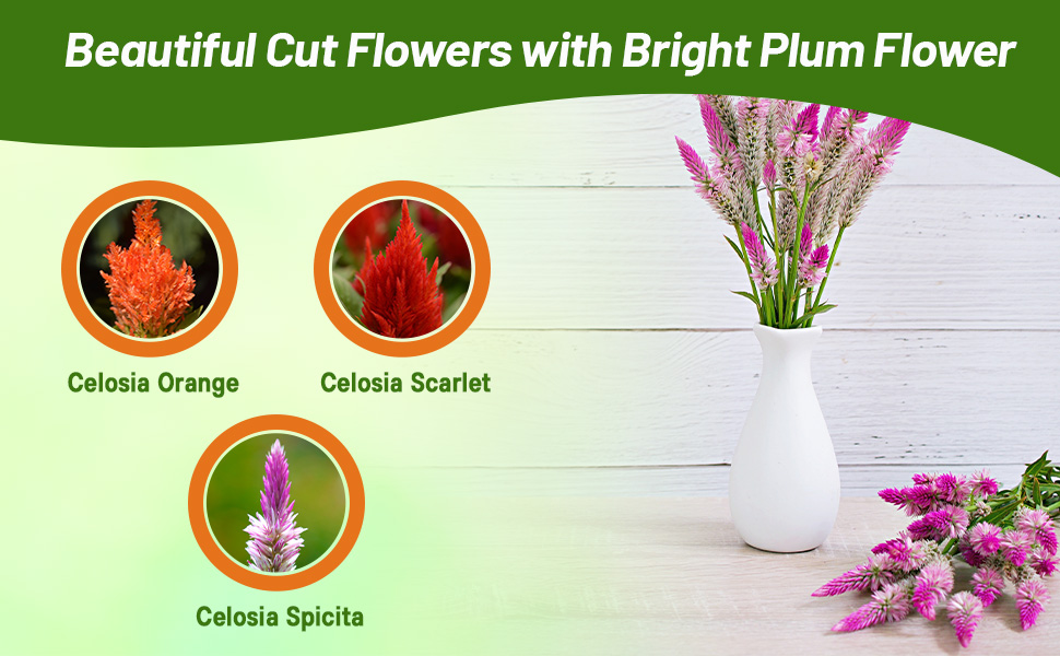 Scarlet, Orange, and Flamingo Celosia