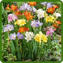 Long Blooming Freesia Garden Flowers