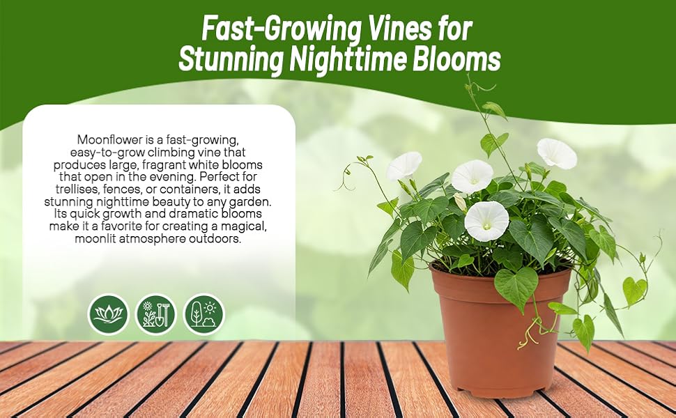 Fast Growing Ipomoea Alba Moonflower Container Plant