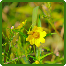 Quick Growing Bur Marigold Plant