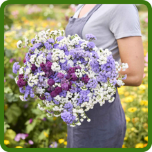 Ageratum Cut Flower Mixture