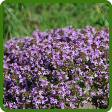 Fragrant Blooms of Creeping Thyme