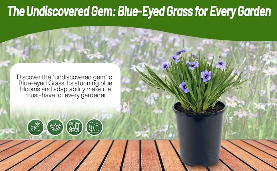 Blue-eyed Grass Container Plant