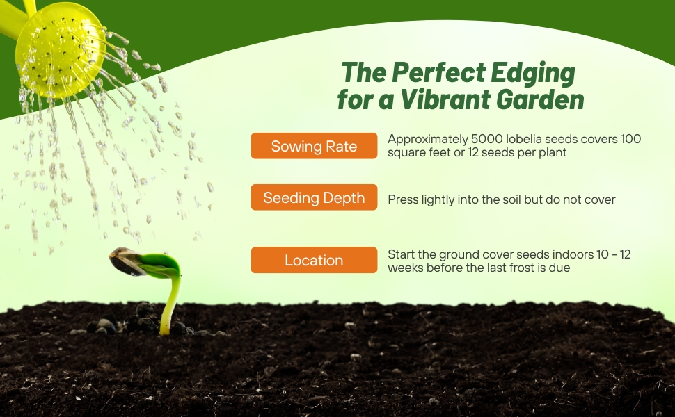 Sowing Rate for Lobelia Flower Seeds & Ground Cover
