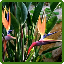 Bird of Paradise Glossy, Paddle-Shaped Leaves