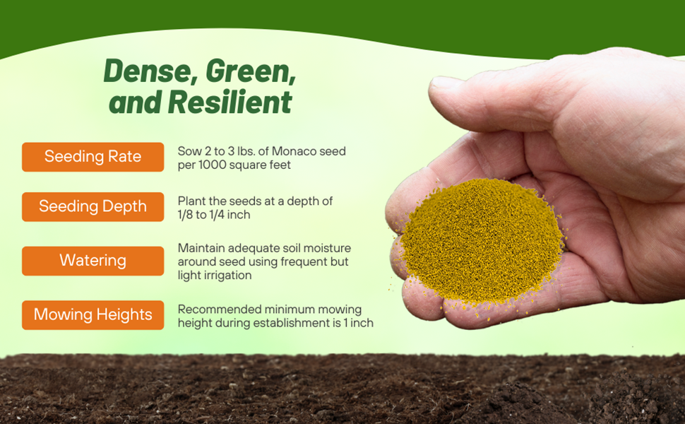 Monaco Bermuda Lawn Seed Seeding Rate & Planting Time