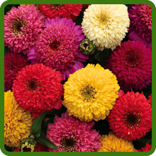 Zinnia Elegans Double Ball Shaped Blooms