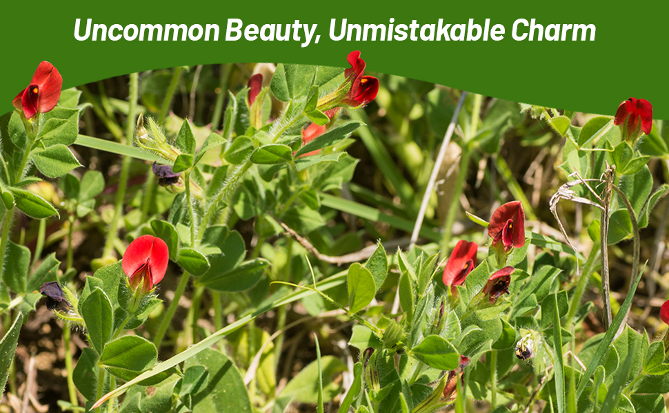 Field of Red Flowering Winged Asparagus Pea