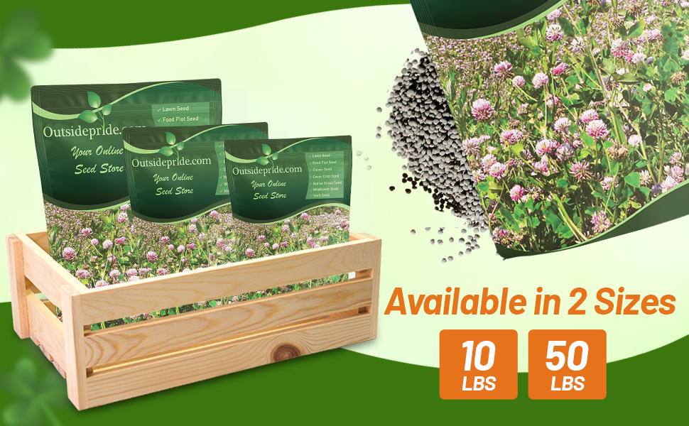 Bulk Alsike Clover Seeds For Planting