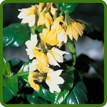 Heat Tolerant Crossandra Tropic Plants