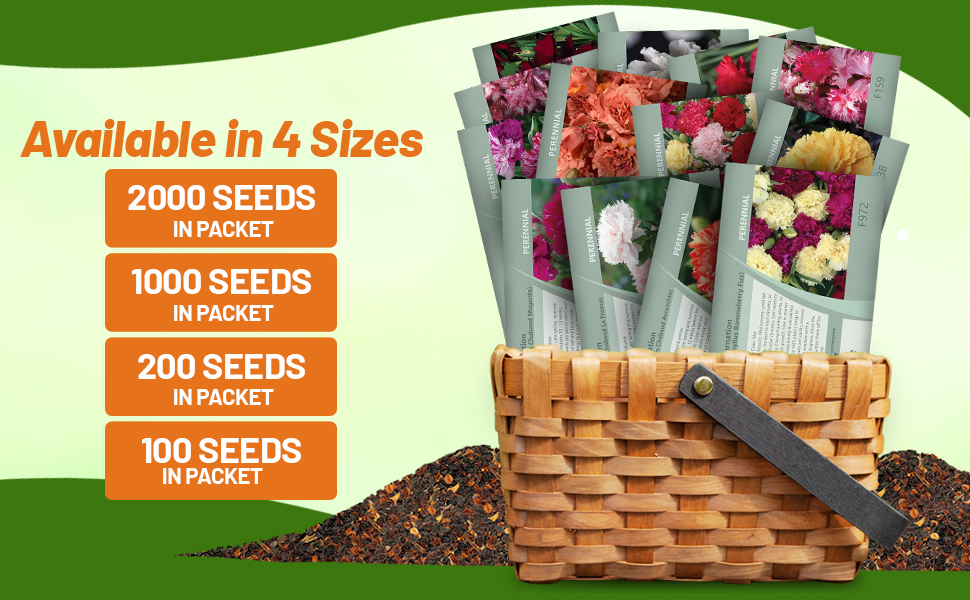 Dianthus Carnation Flower Seed Packets For Planting