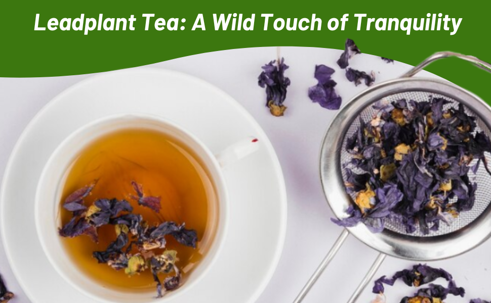Leadplant Flower Tea From Dried Flowers