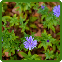 Foliage of New England Aster Plants