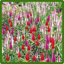 Flower Garden of Celosia Plants