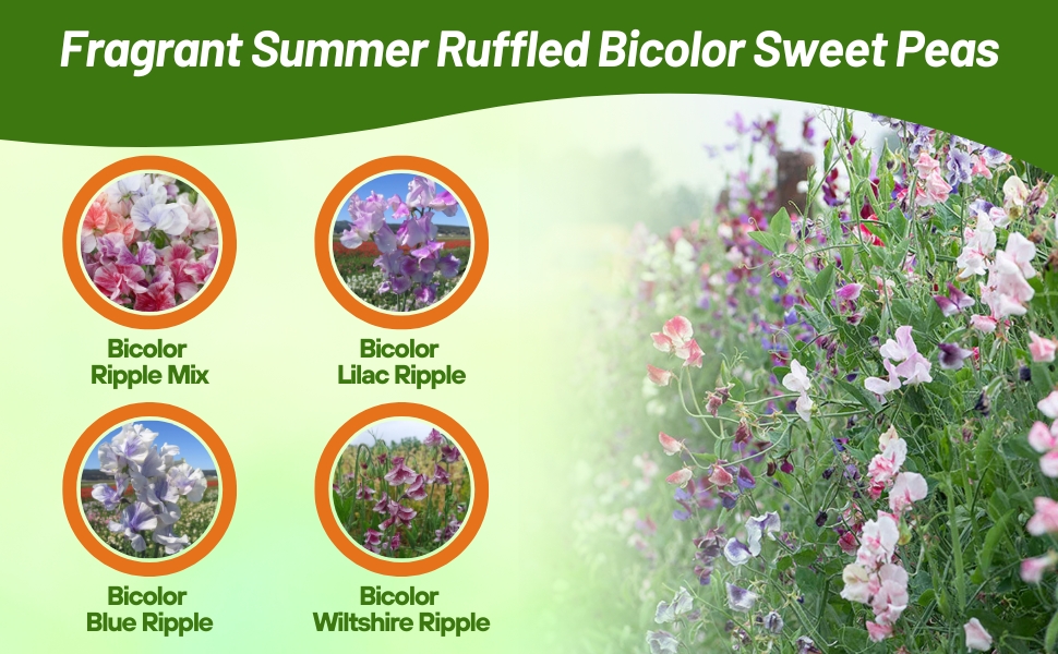 Bicolor Lathyrus Sweet Peas Variety Seed Packets